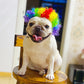 Festive Dog Wig